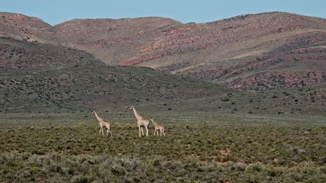 Un-Pequeño-Grupo-De-Jirafas-Camina-Por-Una-Vasta-área-En-El-Klein-Karoo-En-Sudáfrica