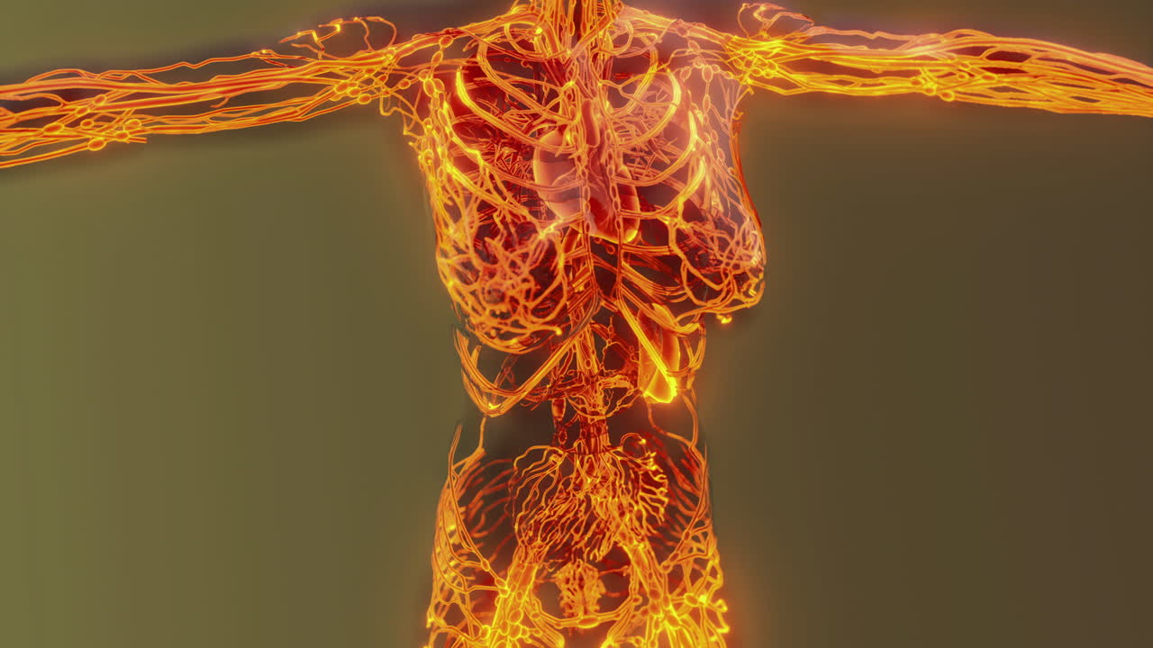 Detailed representation of human blood vessels including veins and arteries