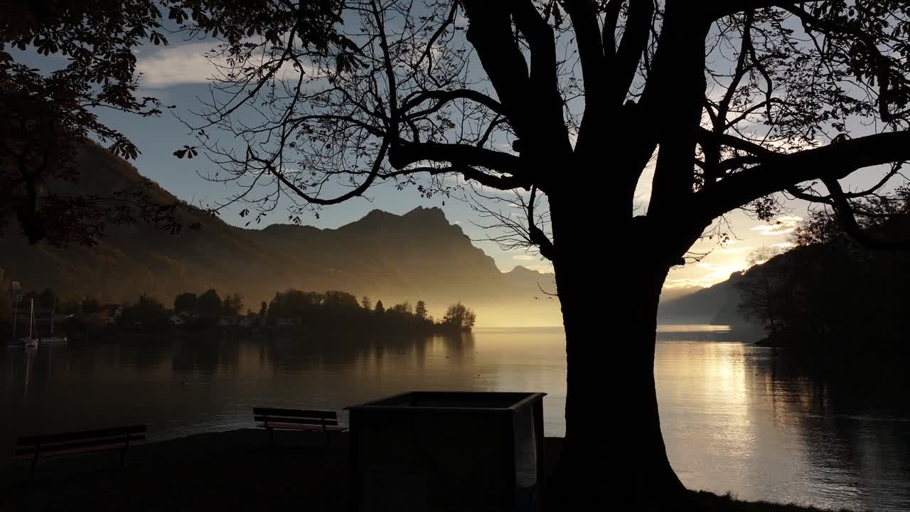 Stunning drone pushes toward and passes between autumn trees, Walensee Lake shining in yellow sunlight with nearby Swiss mountains in Glarus, Switzerland.