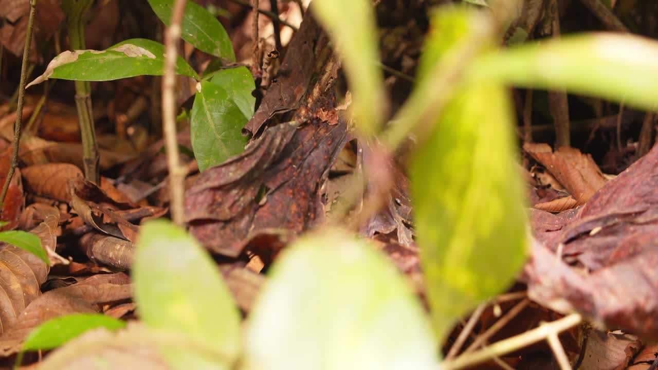 Swarming army ants navigate the forest floor, seeking their next prey in Peru’s Amazon rainforest.