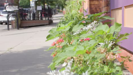 Flower-and-plant-bed-in-Lansing,-Michigan-Old-Town-district-with-video-close-up-tilting-up