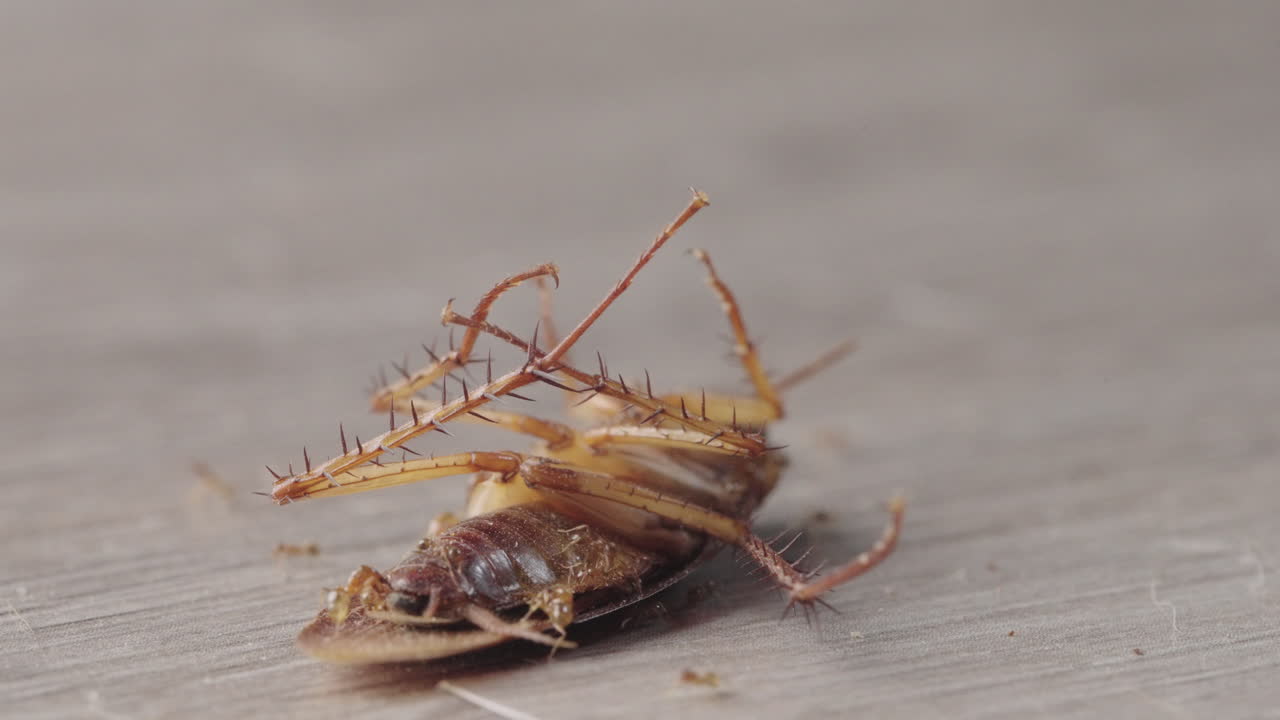 Close-up of a cockroach