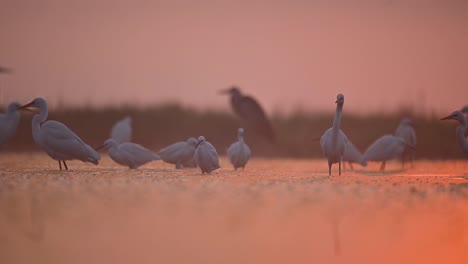 flock of egrets fishing in baklit