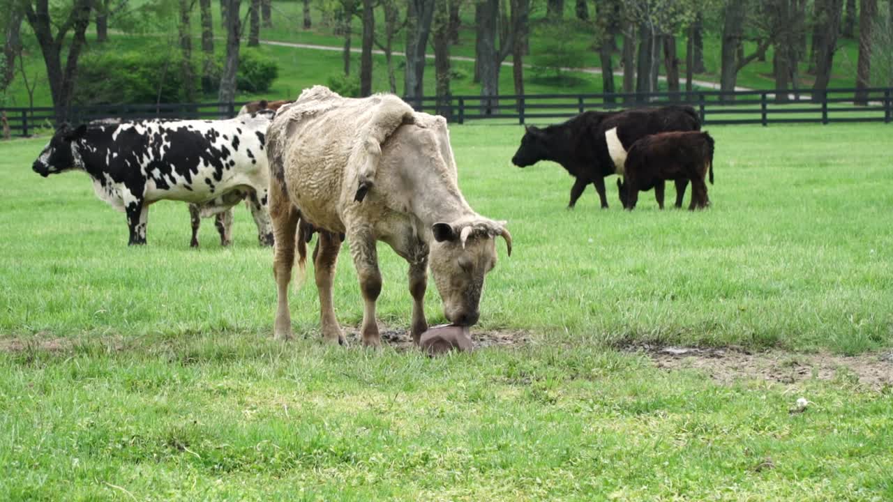 Steers cows and bulls hanging out on the farm.