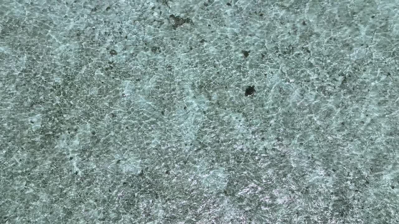 Turtle Swimming Under Crystal-clear Shallow Waters In The Philippines