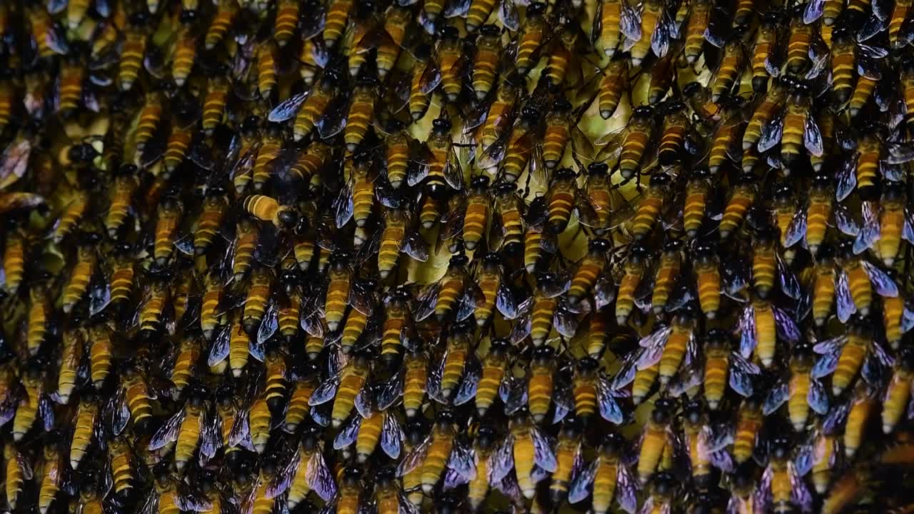 se sabe que las abejas melíferas gigantes construyen grandes colonias de nidos con bolsillos simétricos hechos de cera para almacenar miel como fuente de alimento.