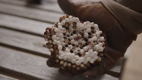 beekeeper hand in glove holding a burr comb with bee larvae