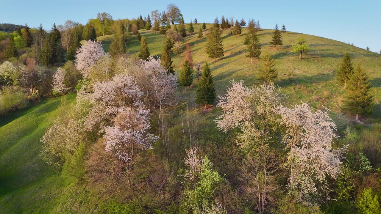 Drone video near Manastirea Humorului village shows blossom trees on a hill