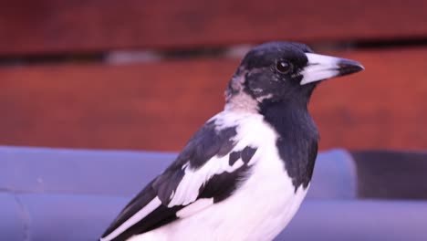 a bird moves and looks around on a bench