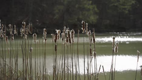 cattails disperse seeds by pond blowing in the wind with cinematic focus pull rack