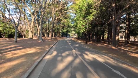 progression of a vehicle on a scenic forest road