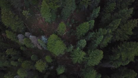 cinematic drone shot directly above the beautiful green pine trees high up in the rocky mountains