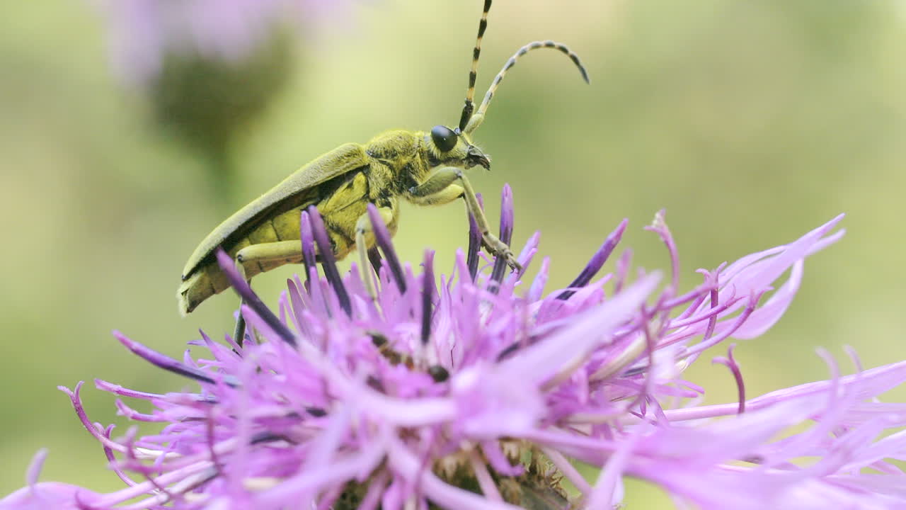 보라색 꽃 위 에 있는 초록색 롱호른 정벌레