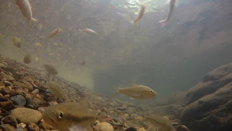 El-Parque-Nacional-Kaeng-Krachan-Es-El-Hogar-De-Muchos-Animales-Salvajes-Fantásticos-Y-Los-Arroyos-Son-Una-Fuente-De-Vida-De-Agua-Dulce-Para-Que-Los-Animales-Beban-Y-Los-Peces-Naden.