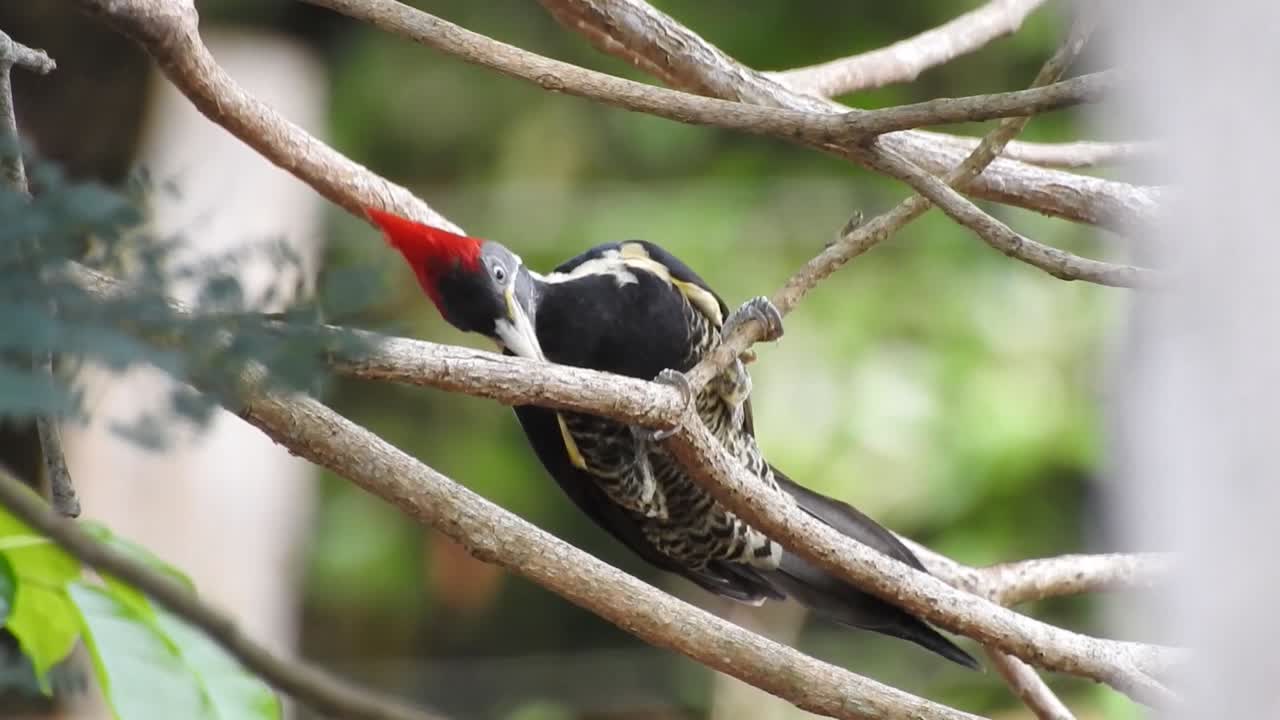 Lineated Woodpecker, Dryocopus lineatus feeds on pecking ants on a horizontal log in a tropical rainforest