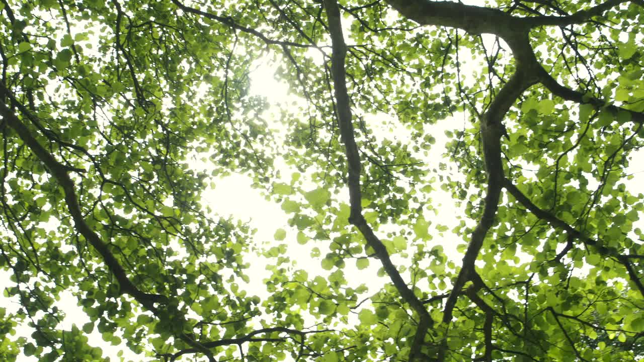 差し込む太陽光が美しい森の天蓋を見上げ、円を描くようにパン撮影。