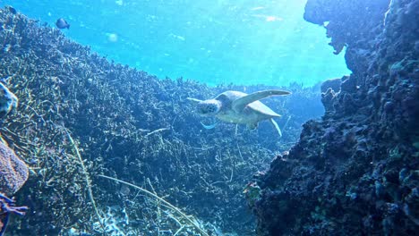 A-Green-Sea-Turtle-Swimming-Under-The-Tropical-Blue-Sea-In-Between-Coral-Reef---underwater,-front-view