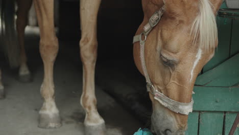 cerca de un caballo en el establo comiendo