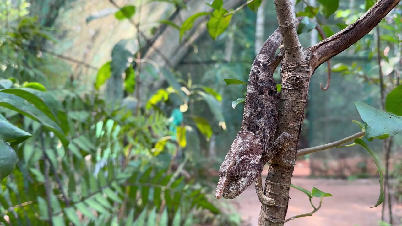 Elephant-eared chameleon (Calumma brevicornis) also known as short-horned chameleon on a branch. Madagascar.