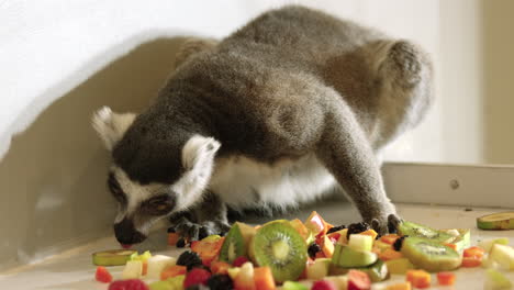 lemur sniffing fruits and picks up banana with teeth in captivity - medium shot