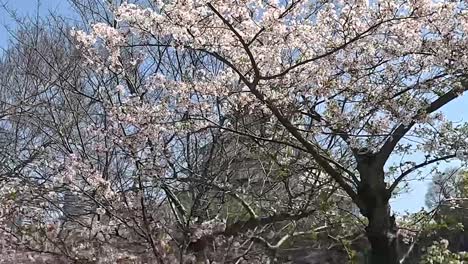 Osaka,-Japan---Burg-Von-Osaka-Eingehüllt-Von-Kirschblüten---Seitliche-Aufnahme