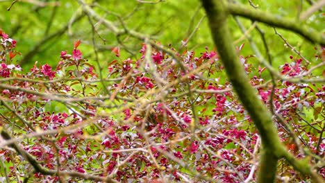 female baltimore oriole flapping its wings, searching for food amid vibrant spring blossoms in a lush green forest setting