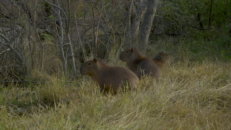 tres capíbaras se sientan tranquilamente en la hierba alta y seca rodeadas de árboles desnudos en un entorno forestal tranquilo, mezclándose con el entorno natural