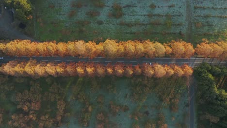 A-4k-aerial-overhead-dolly-of-cars-driving-by-a-rural-street-lined-with-beautiful-red,-orange,-and-yellow-metasequoia-trees-on-a-frosty,-early-morning-during-autumn-in-Makino,-Shiga-Prefecture,-Japan