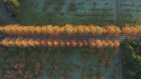 a 4k aerial overhead dolly of cars driving by a rural street lined with beautiful red, orange, and yellow metasequoia trees on a frosty, early morning during autumn in makino, shiga prefecture, japan