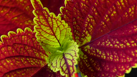 Vista-Giratoria-Desde-Arriba-De-Magníficos-Colores-De-Una-Planta-De-Coleus-Saludable