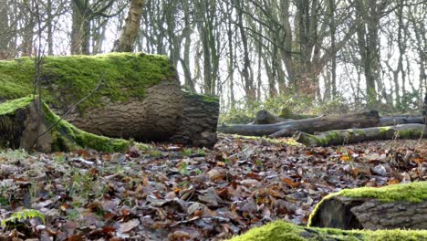 moosige waldbaumstämme - herbstlaub auf dem boden, sonnenschein scheint durch äste im hintergrund