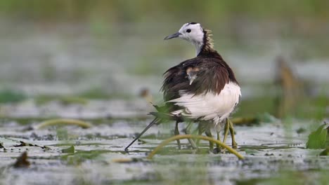 Fasanenschwanz-Jacana,-Die-Ihre-Küken-Unter-Ihren-Flügeln-Rettet