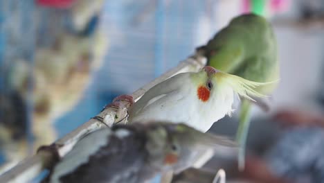 cockatiels and parrots