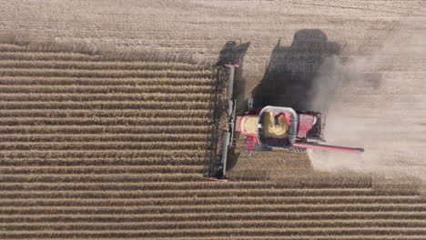 top-down view of combine harvester collecting dry soybeans in rural farm field
