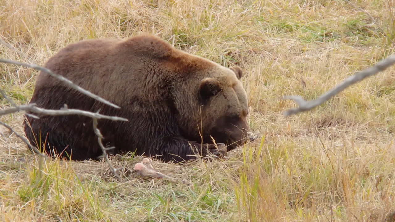 un gran oso pardo de alaska se esconde en la hierba alta mientras come