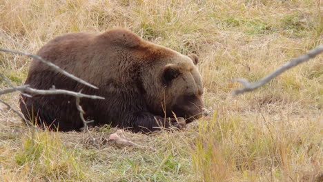a big alaska brown bear grizzly bear hides in the tall grass while eating a meal