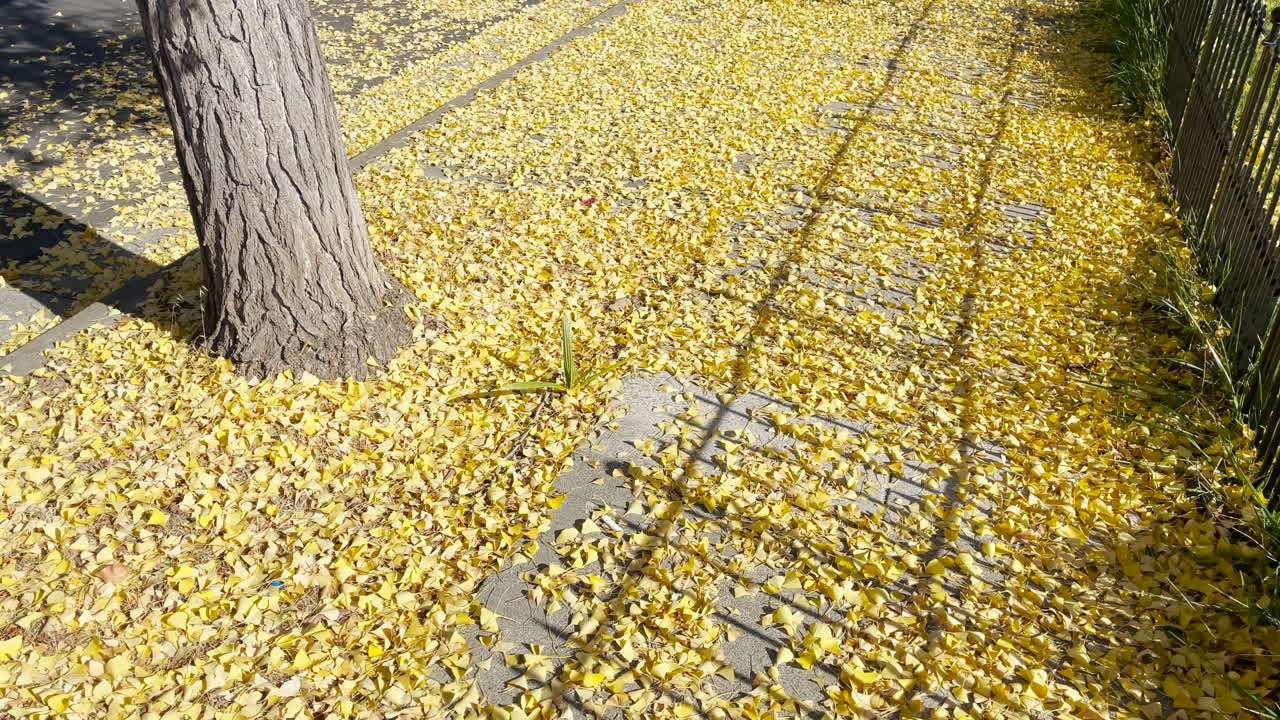 желтые листья на полу тротуара