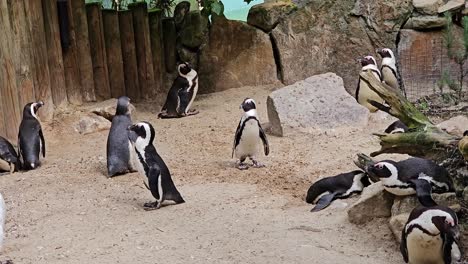 a group of african penguins in a sandy enclosure