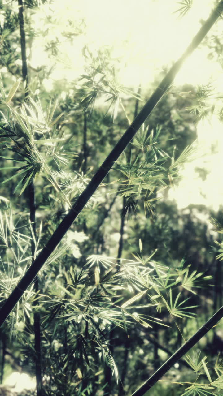 el bosque de bambú verde en hawai