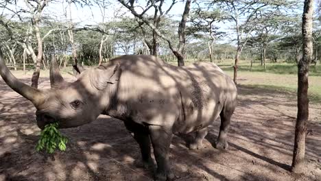Close-up-of-injured-Baraka-black-rhino-eating-fresh-leaves-through-fence-in-African-reserve