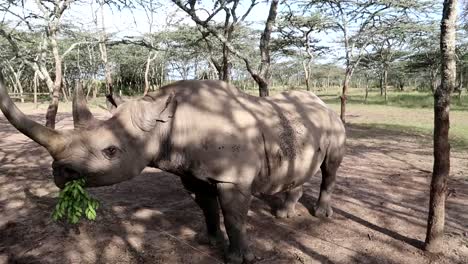 close up of injured baraka black rhino eating fresh leaves through fence in african reserve