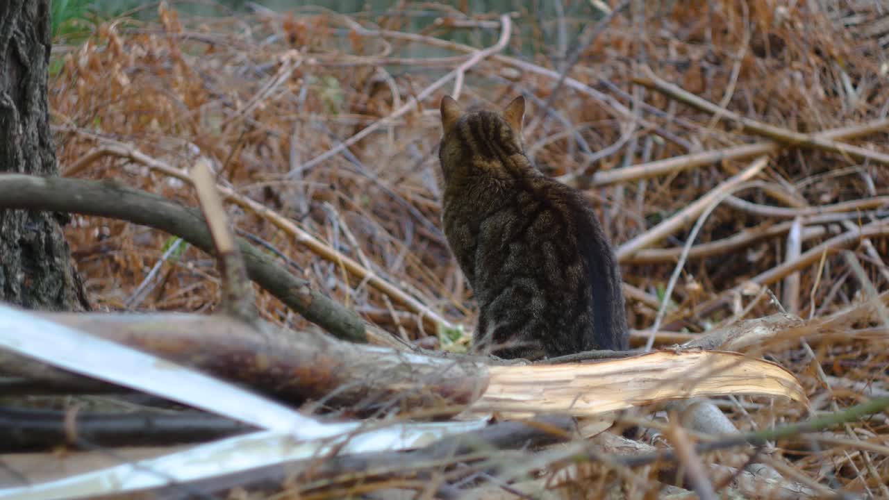 gato marrón sentado en el jardín y mirando a su alrededor
