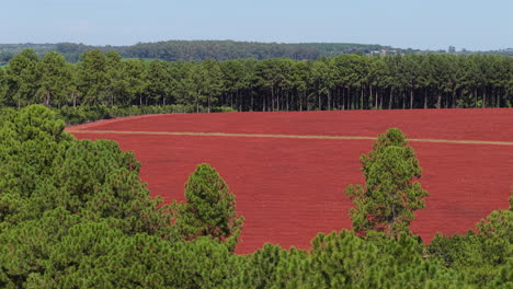 expansive farmland with red soil fields and dense forest, rural agriculture