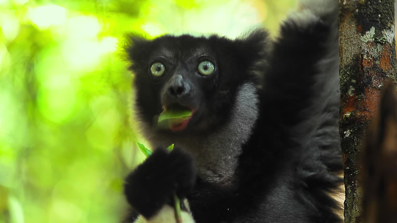 lemur come hoja, bucle. clip de bucle sin problemas del lemur indri comiendo la hoja en el hábitat natural en el bosque de madagascar