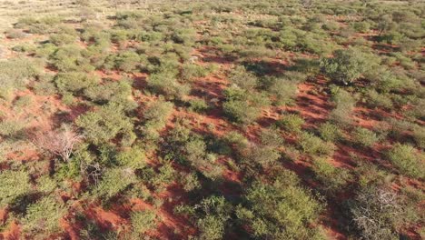 Vista-Aérea-De-Una-árida-Sabana-Africana-En-La-Región-De-Kalahari-Del-Cabo-Norte,-Sudáfrica