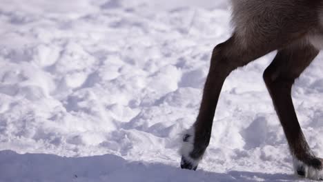 reindeer walks out of frame sunny winter day