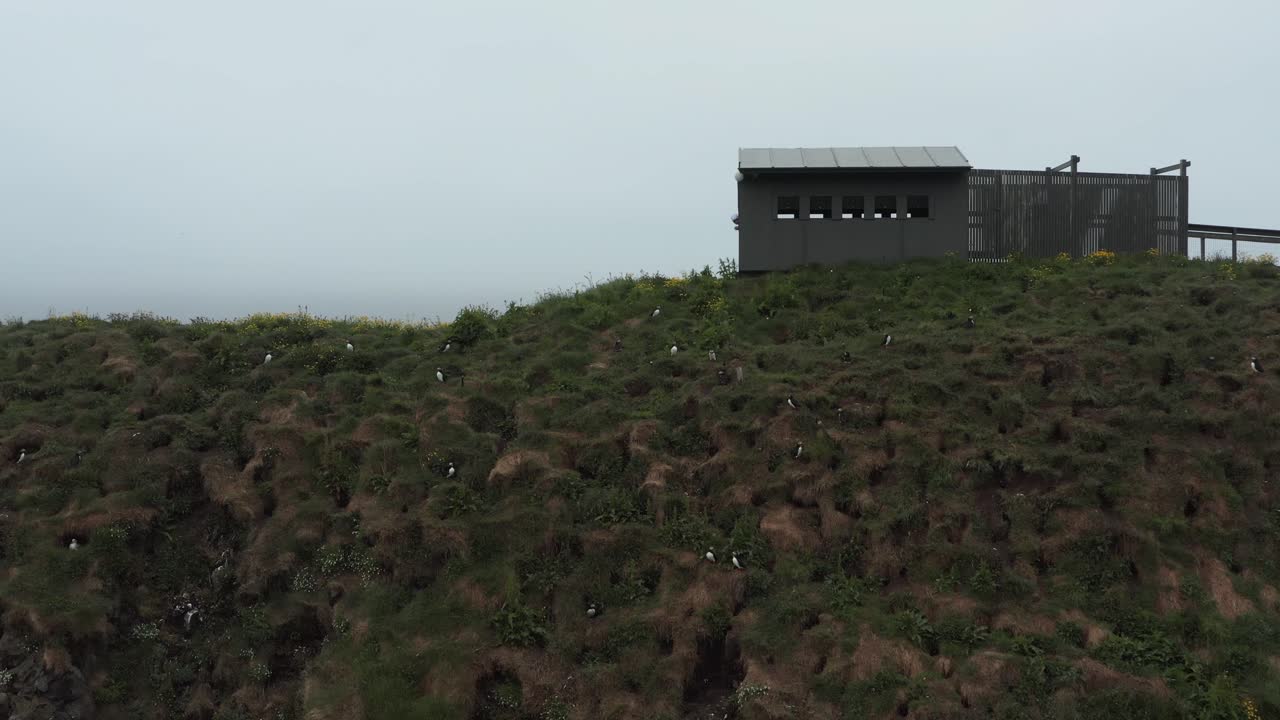 hafnarhólmi frailecillo colonia de pájaros atracción turística en islandia, choza de observación de aves