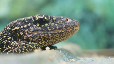 close-up view of mangrove goanna