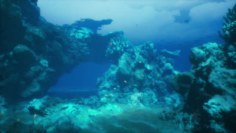 underwater scene with coral reef and tropical fish