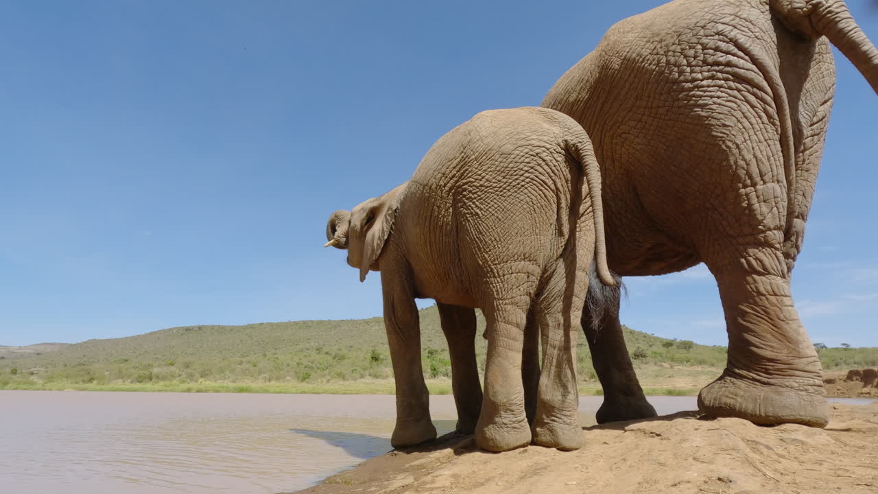 Afrikansk savanneelefant og dens kalv drikker.